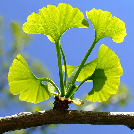 Ginkgo-Biloba-Leaf.webp