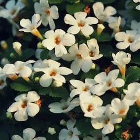 Bacopa.webp