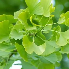 GinkgoBiloba.webp