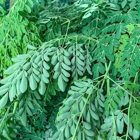 Moringa.webp